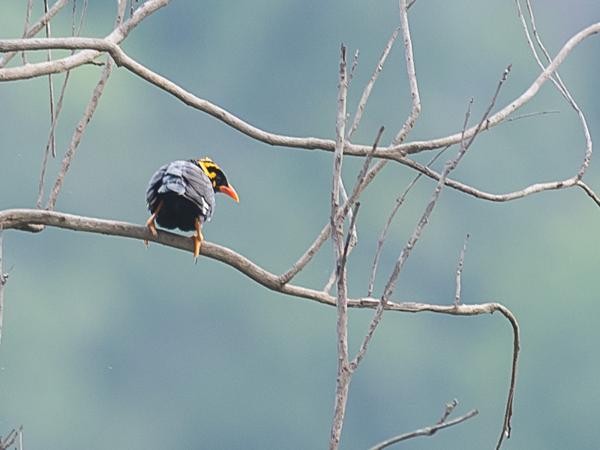 <h3><a href="/trips/srilanka/biota/animalia/chordata/aves/040 passeriformes/105 sturnidae/gracula indica/gracula indica-nl.html">Gracula&nbsp;indica</a> / Southern&nbsp;hill&nbsp;myna / Indiase&nbsp;beo</h3>NIKON D500 met AF-S Nikkor 300mm f/2.8G IF-ED VR II, 1/200 sec  bij F5.0, ISO 200, afstand 44.6&nbsp;m